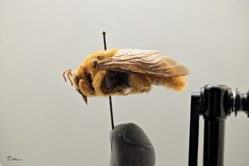 Media type: image;   Entomology 810650 Aspect: habitus lateral view
